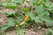 Pumpkin flowers in Tuscany