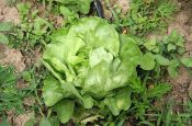 Lettuce in Tuscany