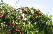 Organic peaches in Tuscany