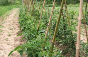 Organic tomato plants in Tuscany