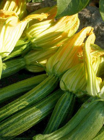 Fleurs de zucchini (courgettes) fra�ches sortant du potager pour aller au restaurant