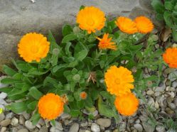 Calendula