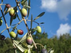 Il Cielo Bio olivi